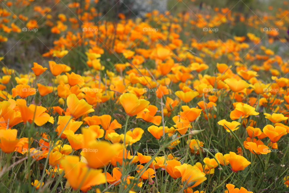 Garden of poppy flowers