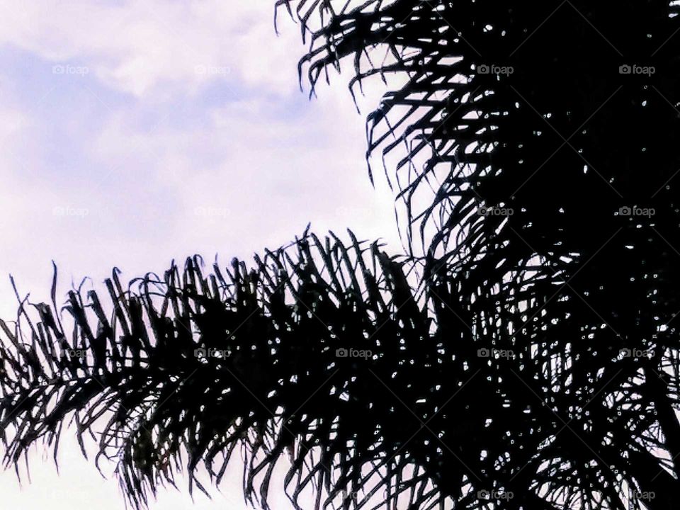 Palm Fronds and a Clouded Sky as Sun is Setting