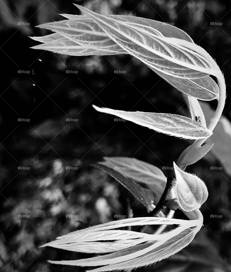 Leaves