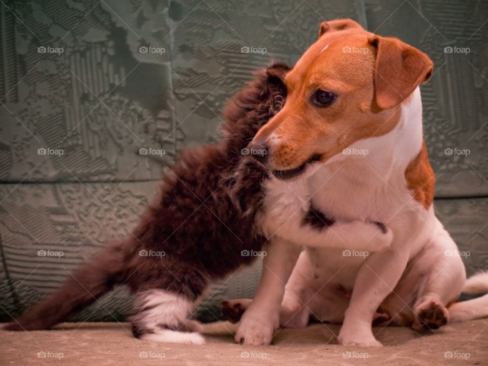 Hug. Jack Russell and cute cat huging