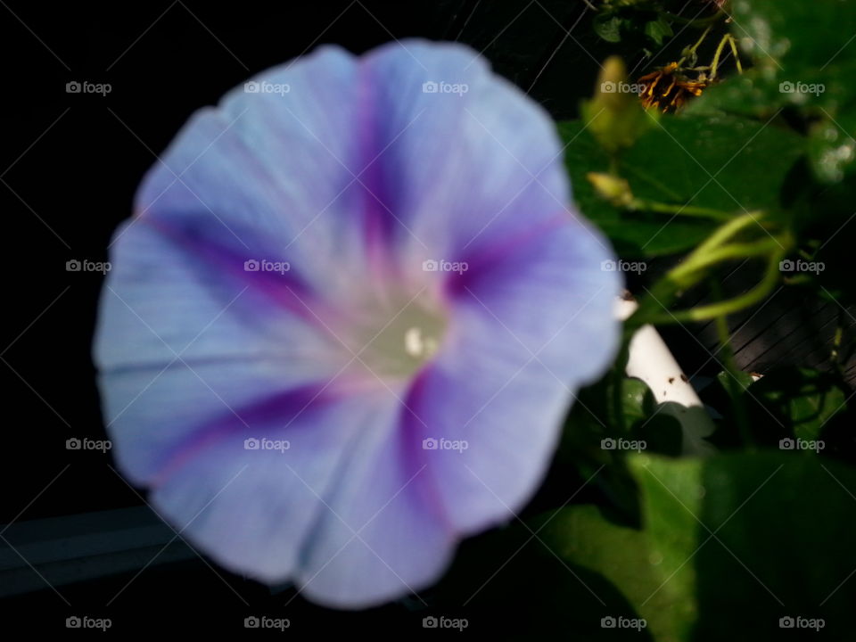 beautiful blue, purple morning glory flower