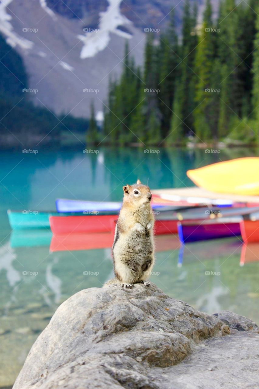 Chipmunk on a rock