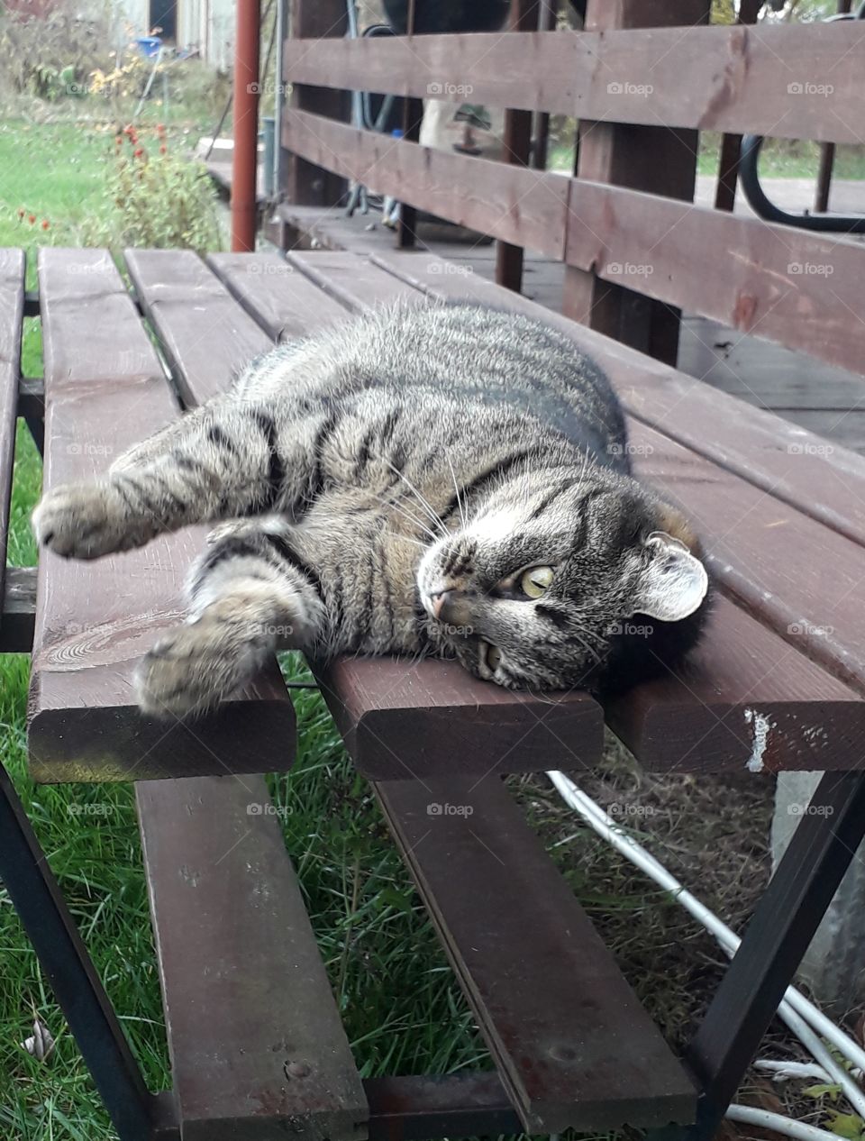 tabby cat on garden table