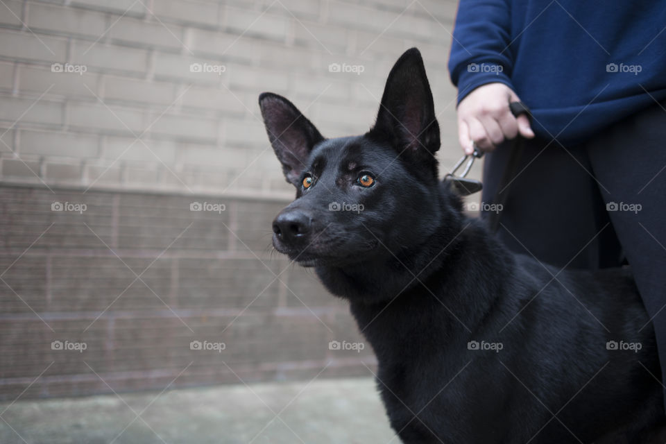 Black shepherd with beautiful orange eyes.  Close up portrait