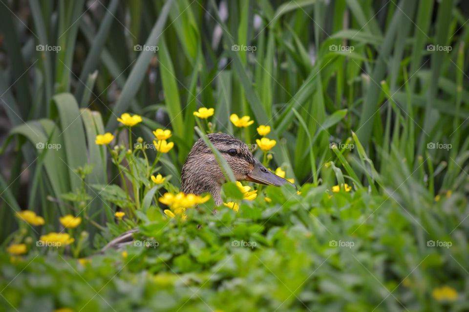 an ordinary wild duck hides in the reeds, only its head is visible in a strange way framed in a circle with yellow flowers