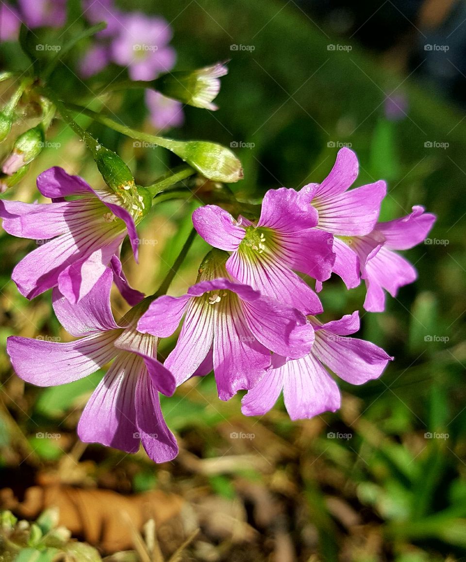 Nature, Flower, Flora, Summer, Leaf