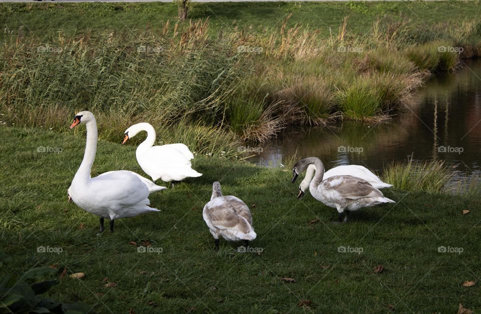 Swans