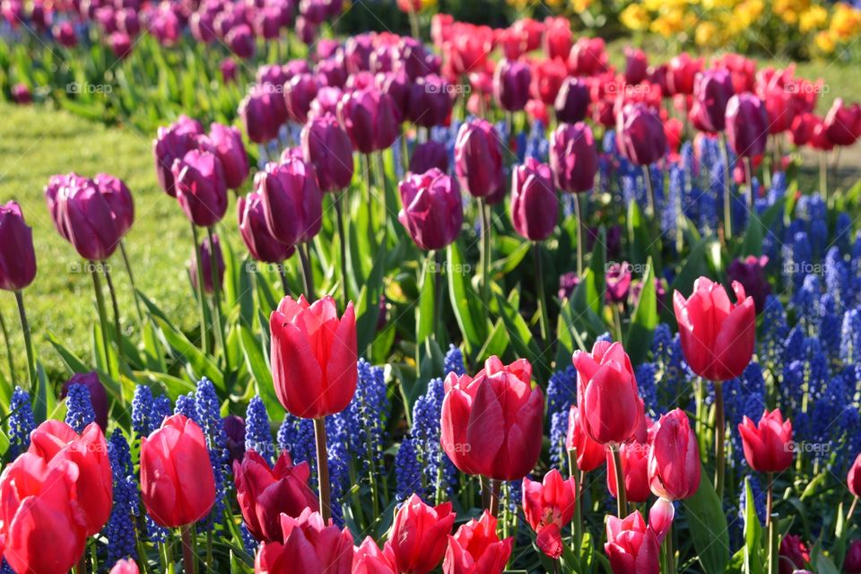 Tulip garden