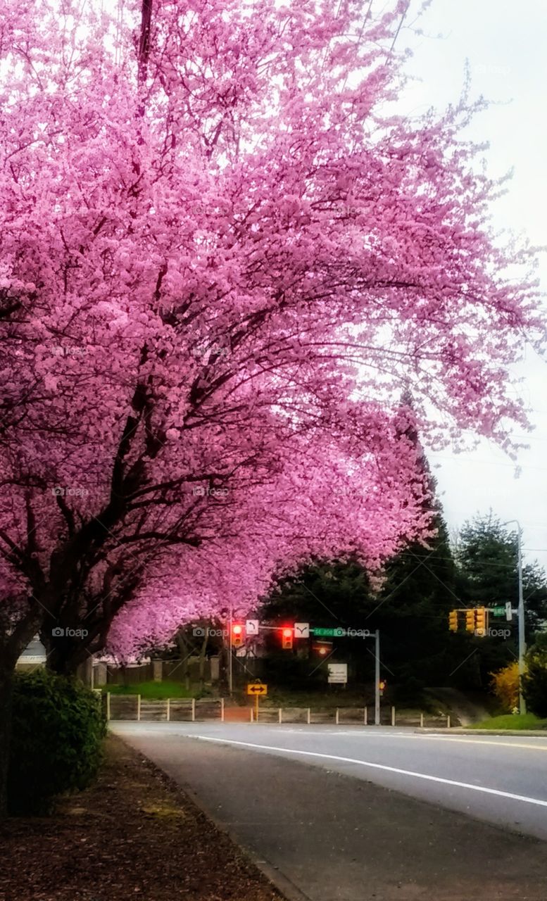 cherry blossom in Spring 2017
Kent, WA