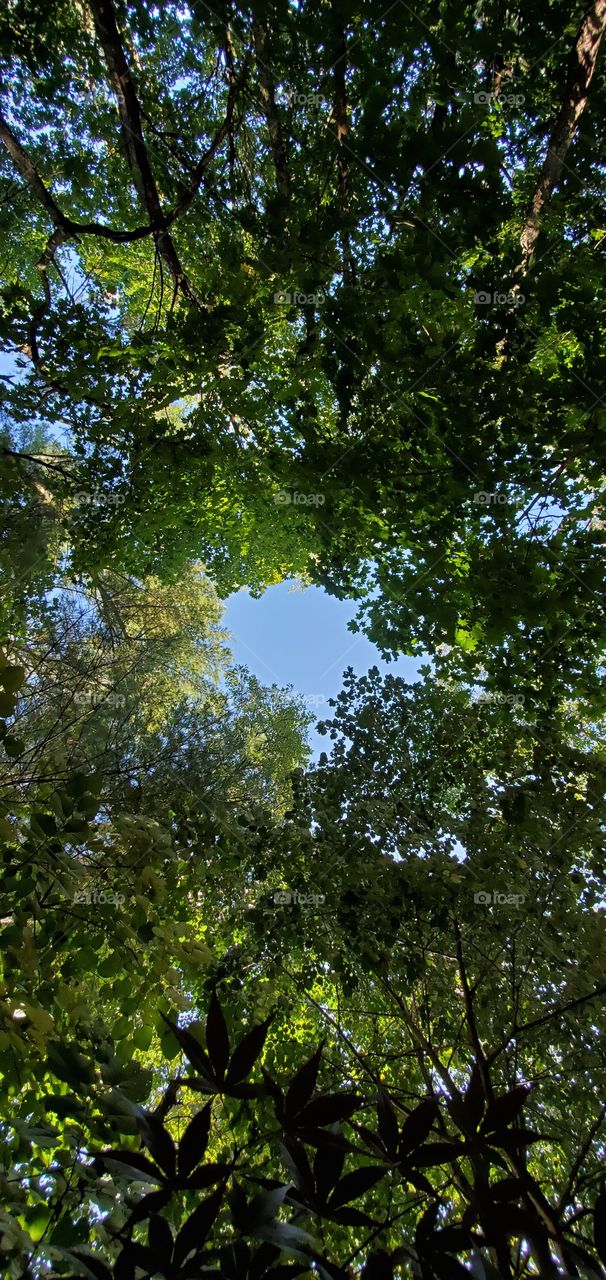 Looking up at the opening in canopy seeing blue sky while in the woods or forest.