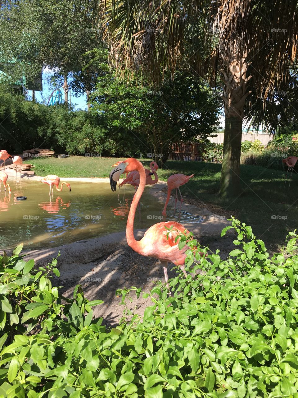 Flamingo. 