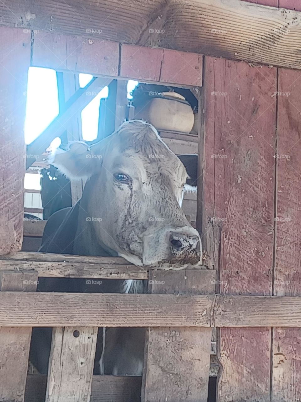 Coconut, the cow, looks out of the old barn window.  Coconut was a good friend.  I am still angry that I was obliged to send her away.  I pray that she is happy and safe.  I wonder if she thinks of me.