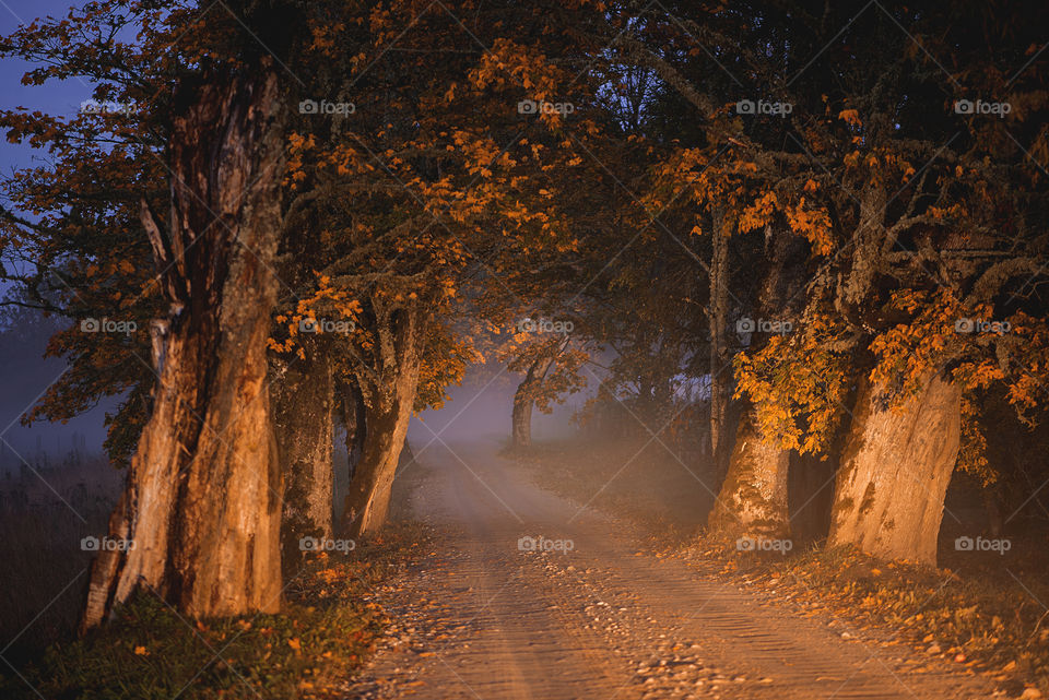Autumn trees in foggy evening