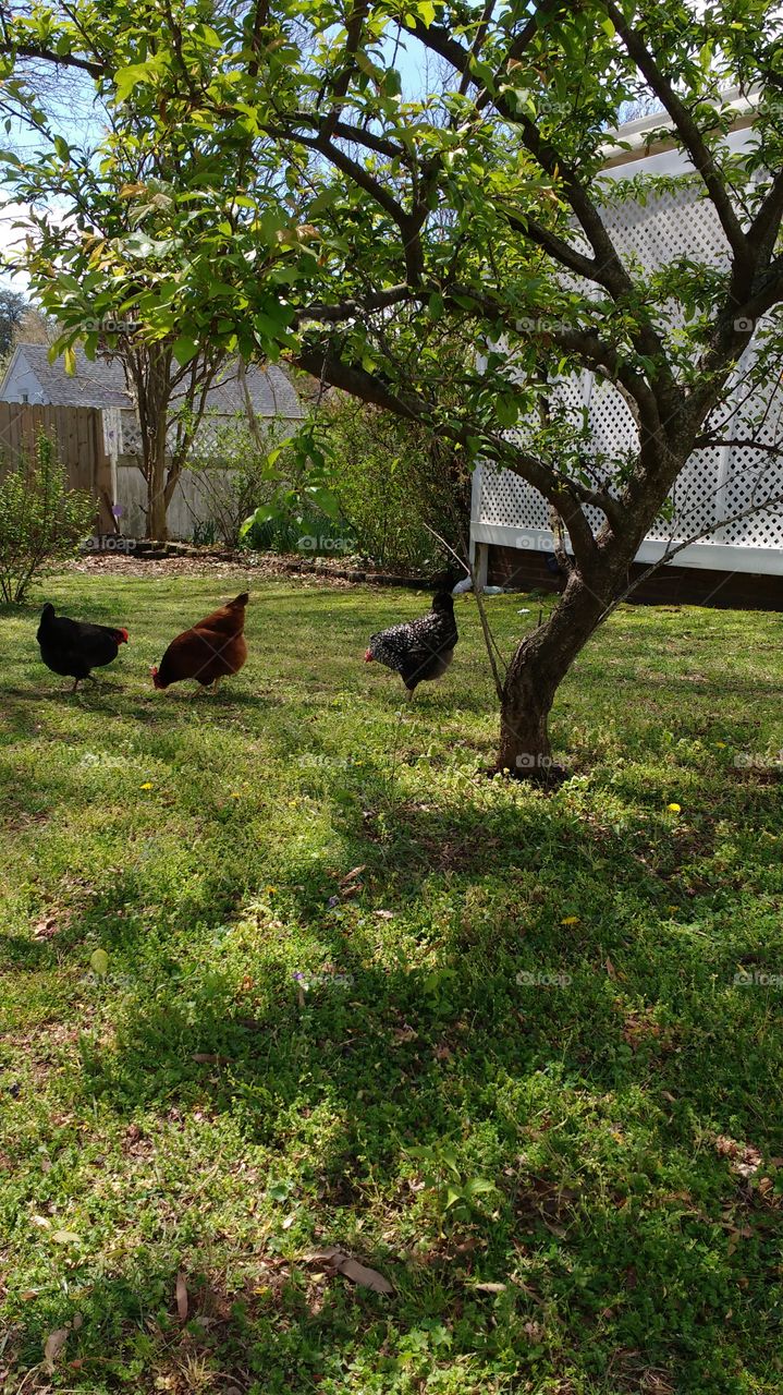back yard chickens