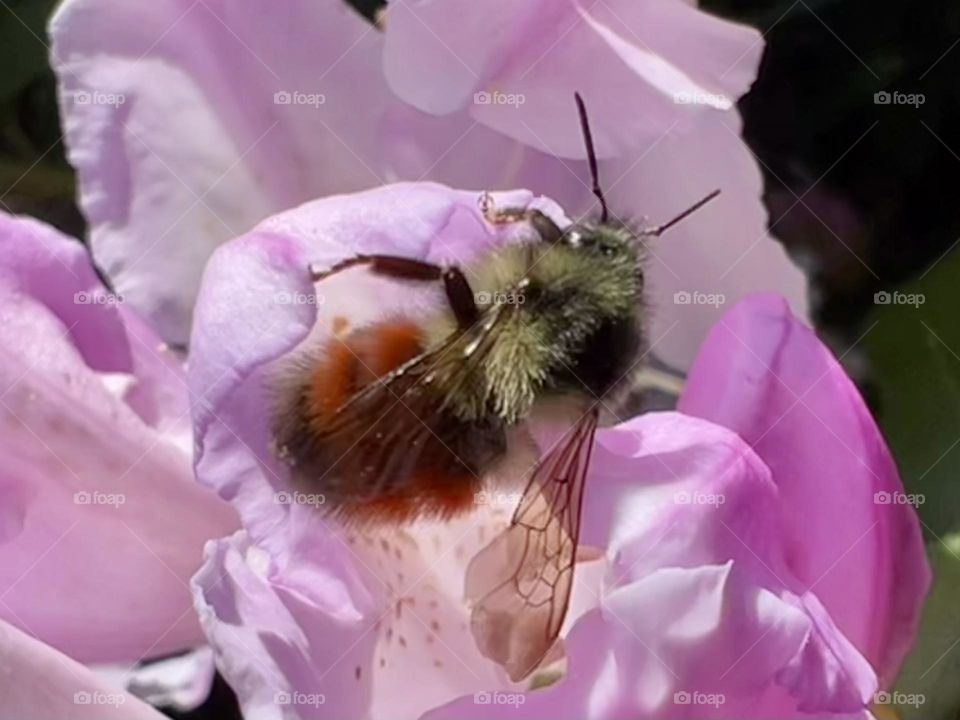 Bee