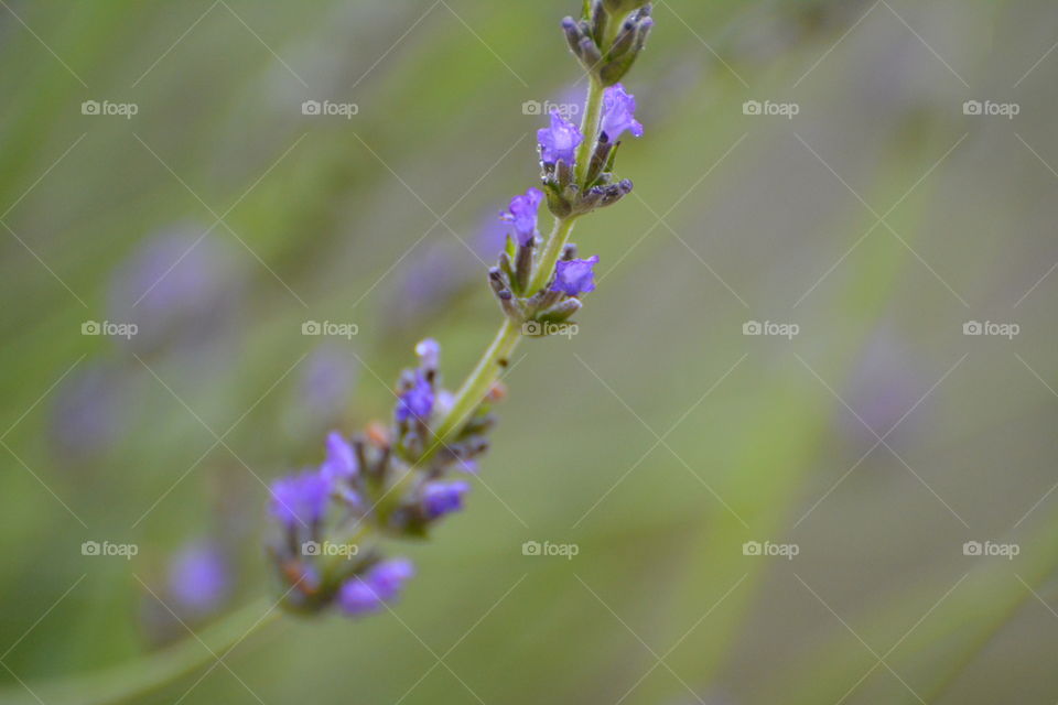 Fresh lavender