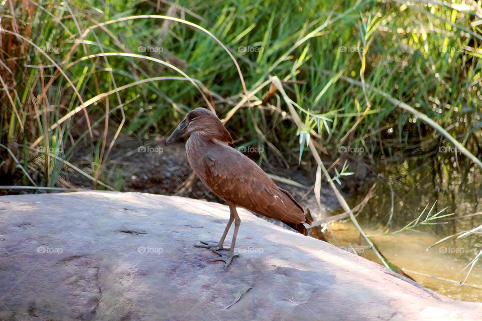 Hamerkop, enjoying the river rocks