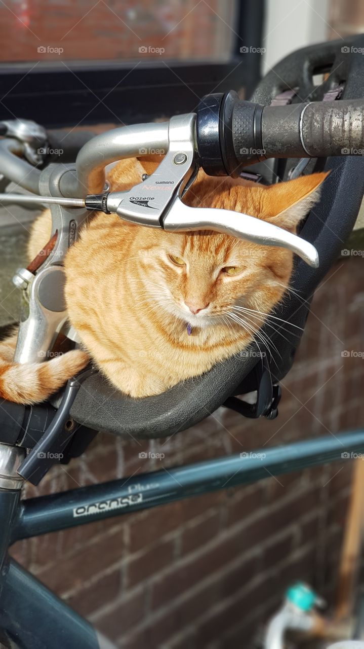 bicycle cat