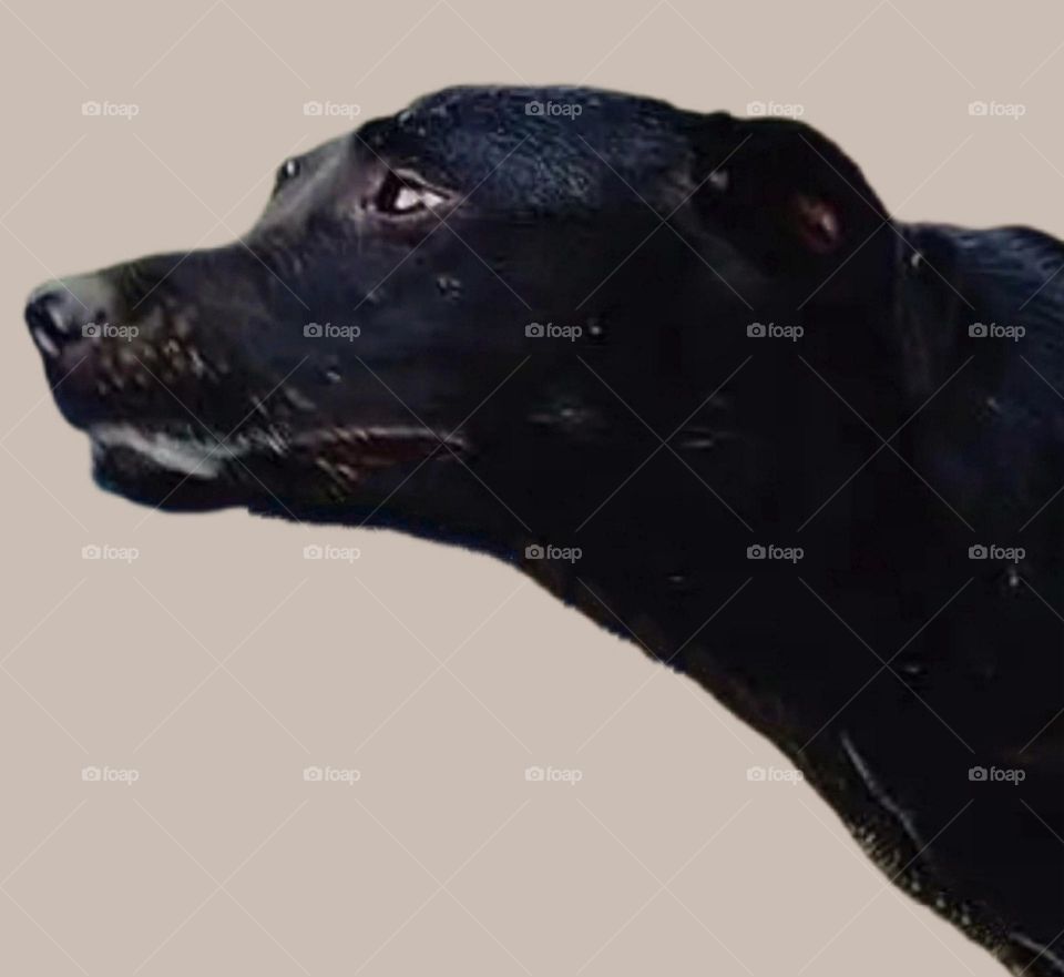 my most beautiful and cute black dog.