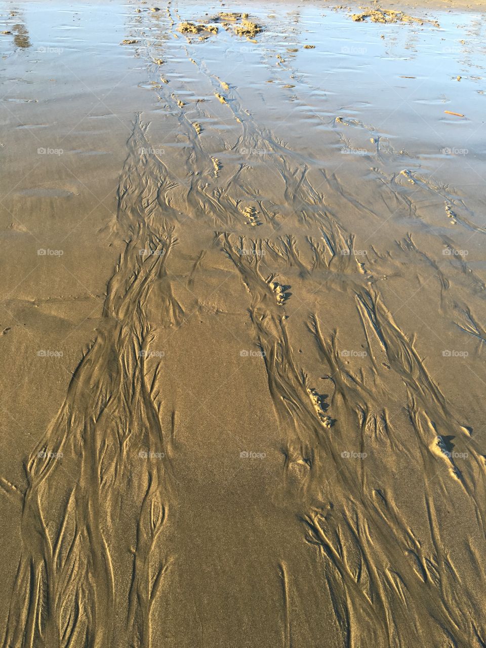 Seaweed markings in the sand 