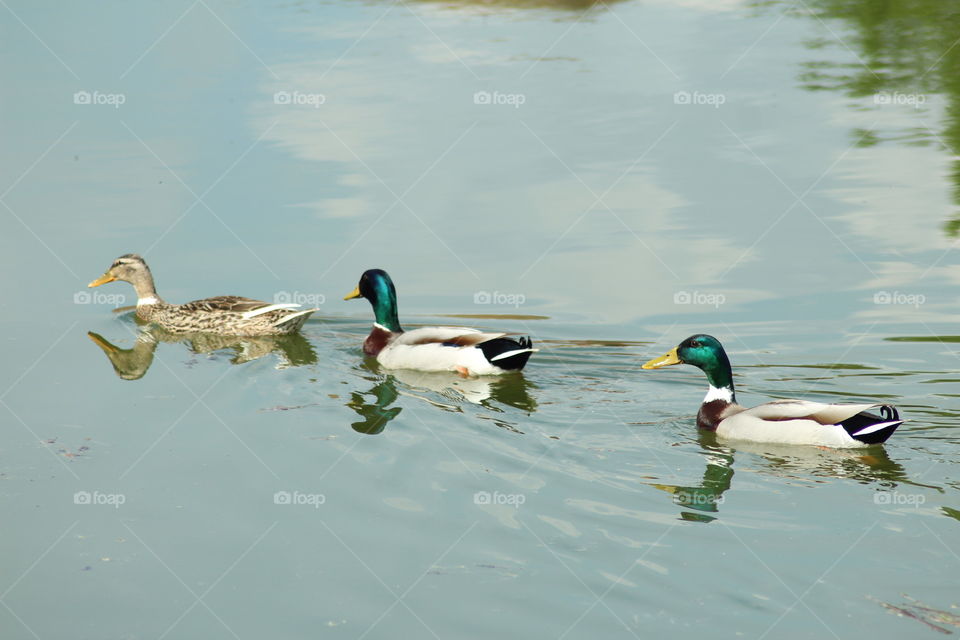 Enten