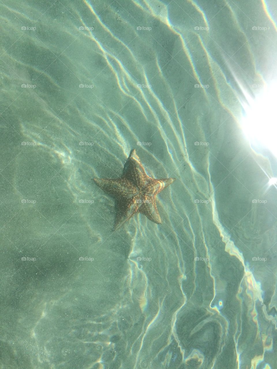 Starfish in the water. A starfish in the water in the Caribbean 
