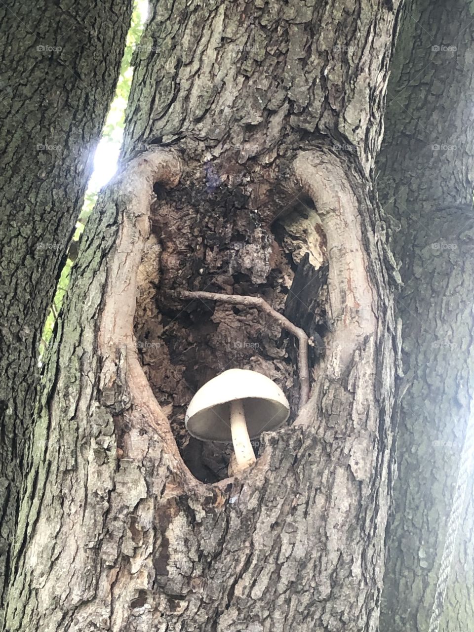 Mushroom peekaboo 