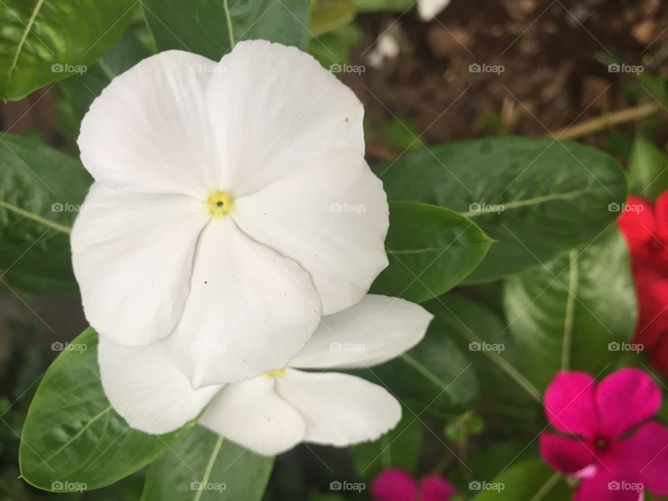 The flower in garden 