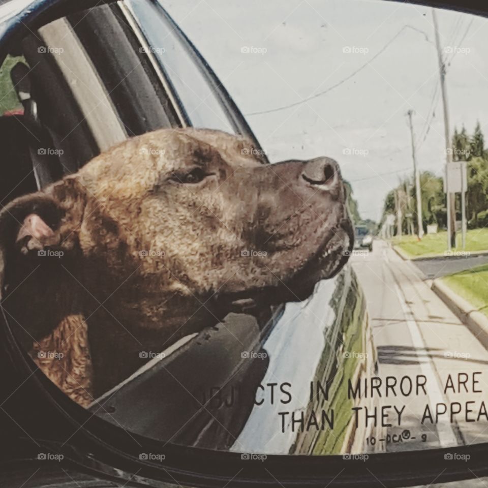 this pitbull loves cars rides