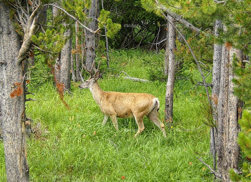 Deer walking in forest