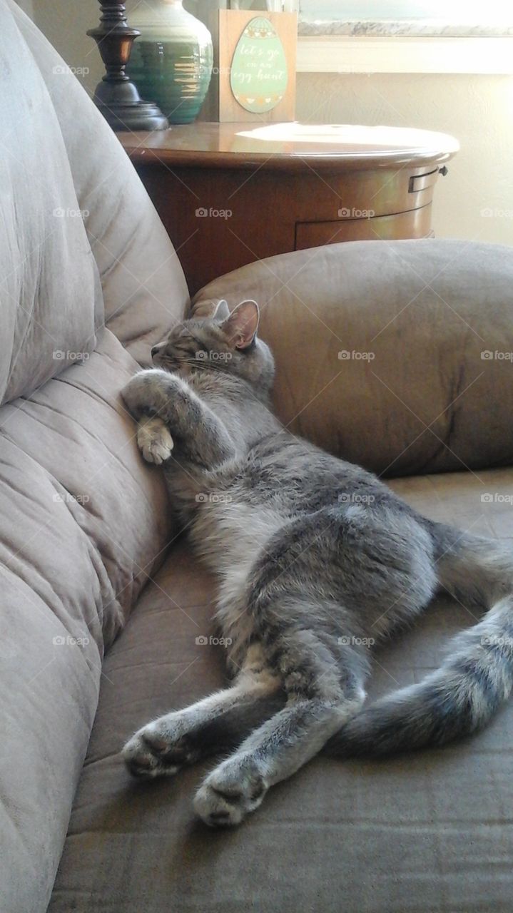 sleeping like a human