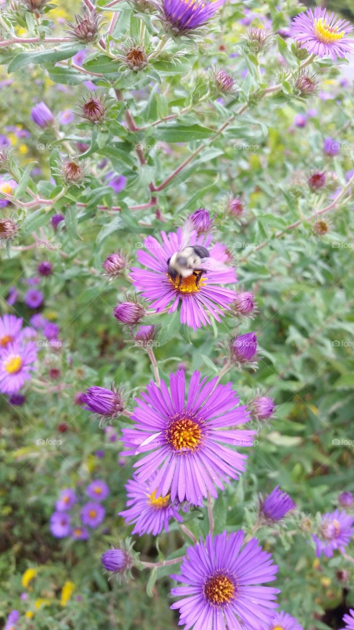 Bee in Summer