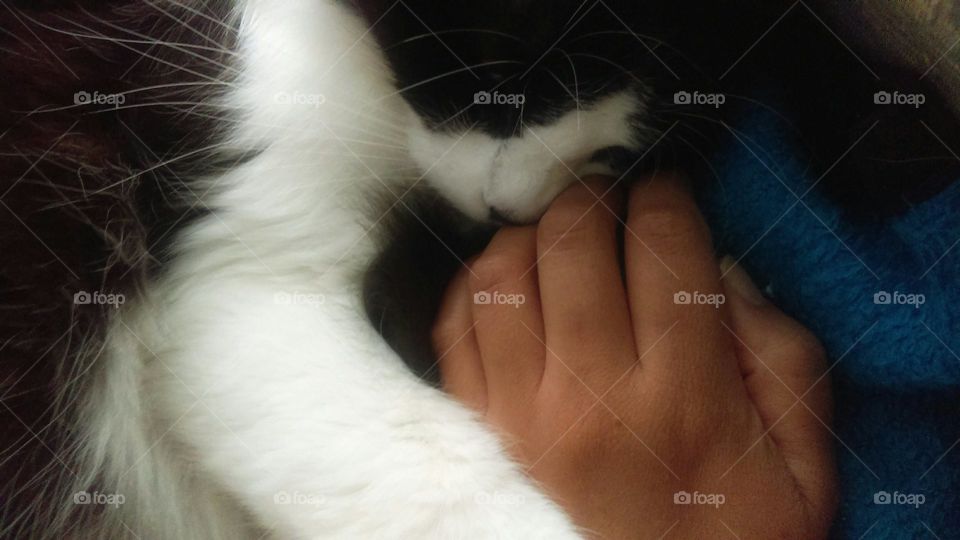 The tenderness and love from cats