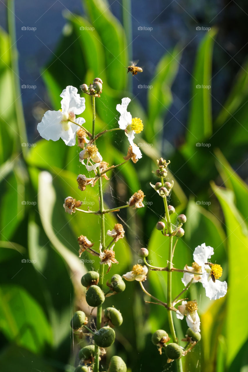 White Marsh flowers with Bee flying