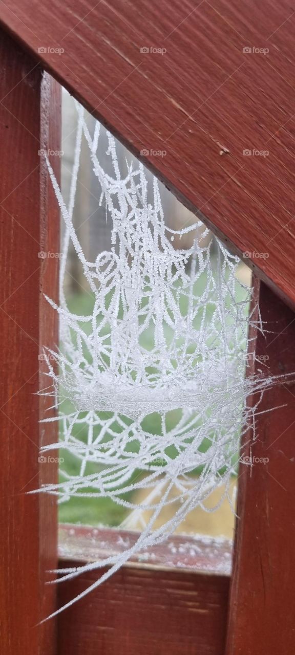 spider web