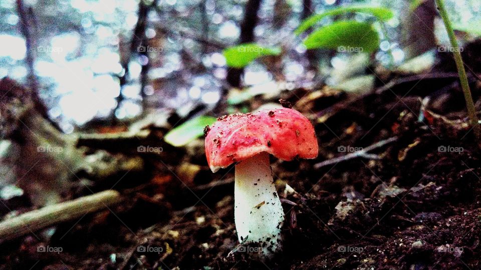 Red mushroom