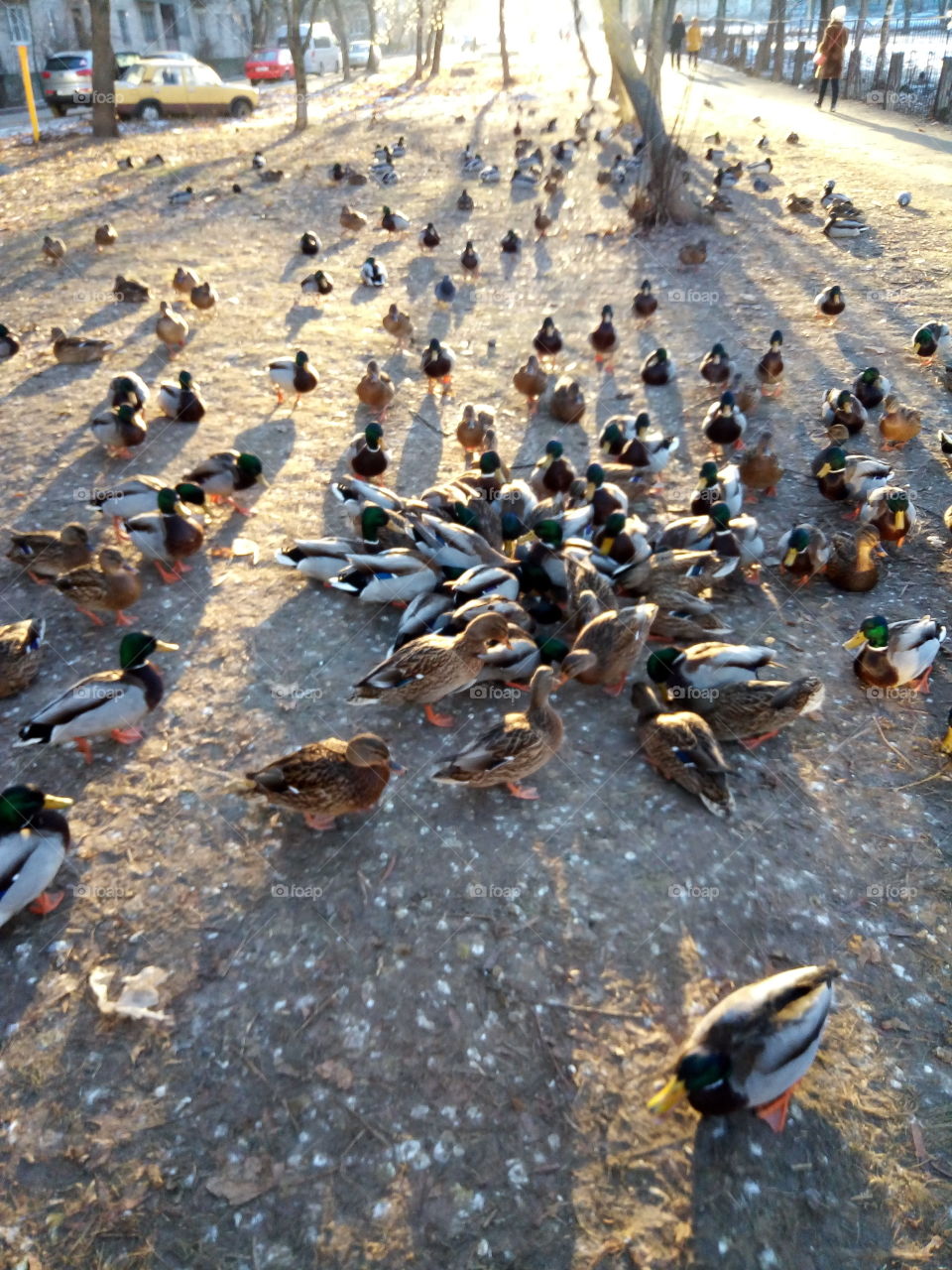 утки.город.улица.птицы.