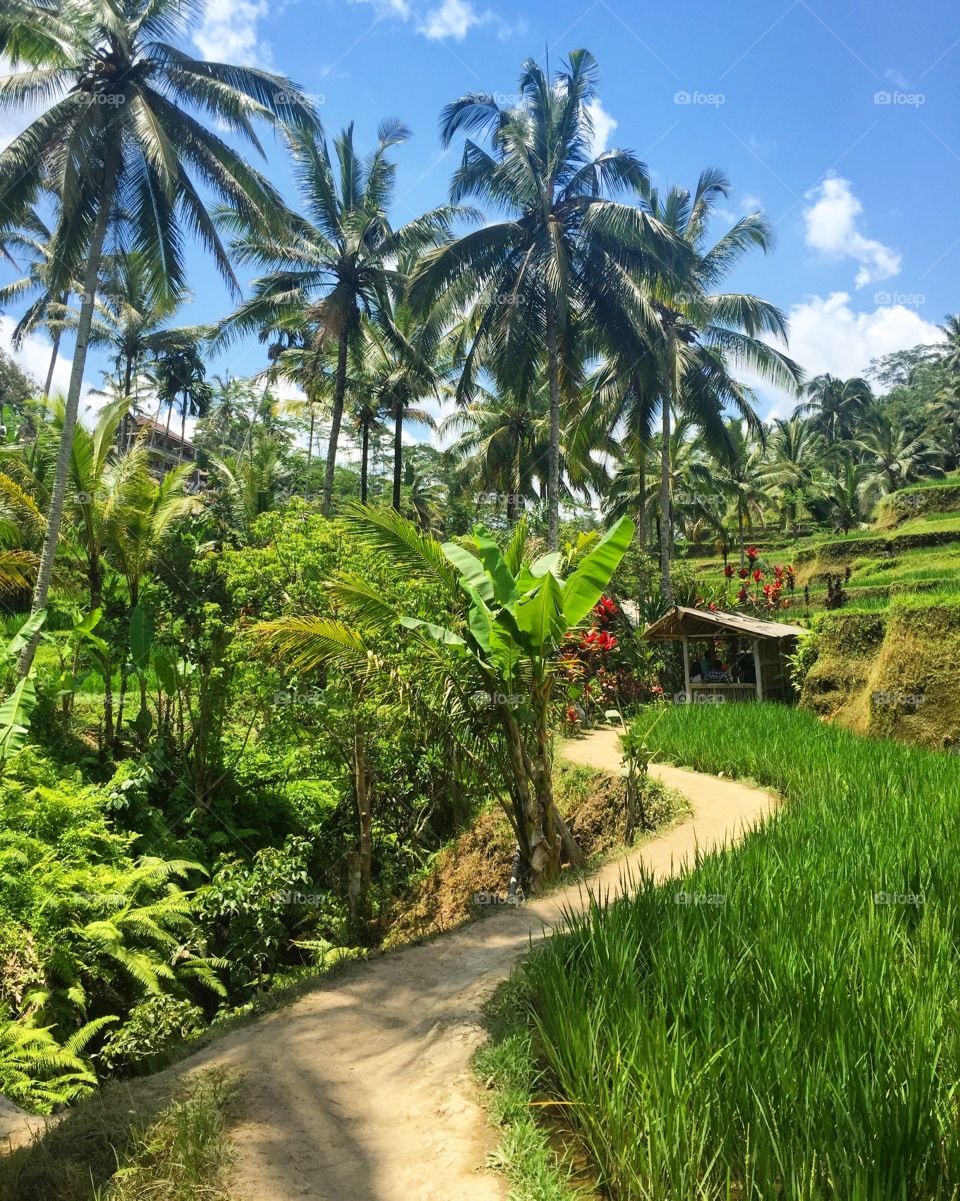 Bali