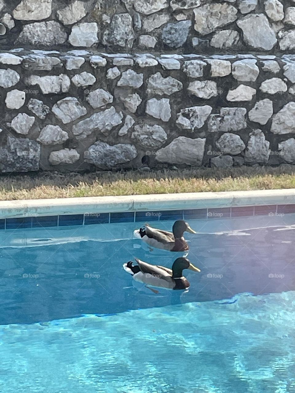 Ducks in the pool 