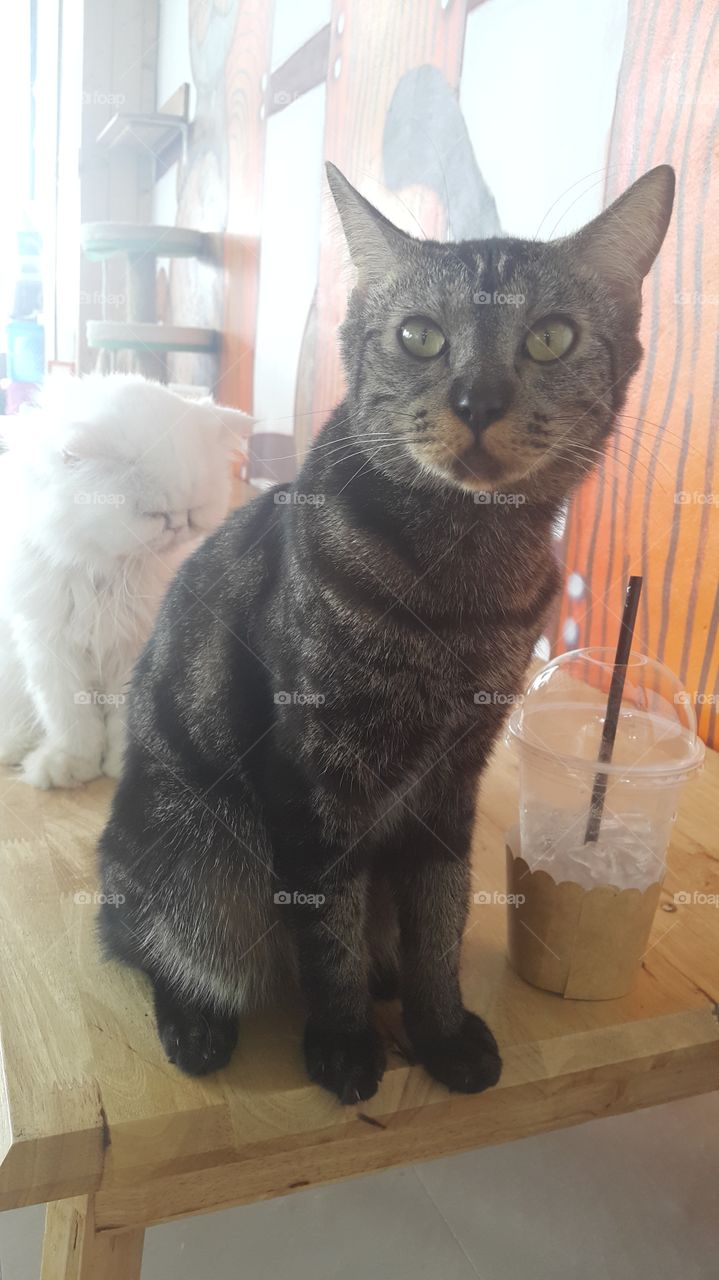 Cat cafe