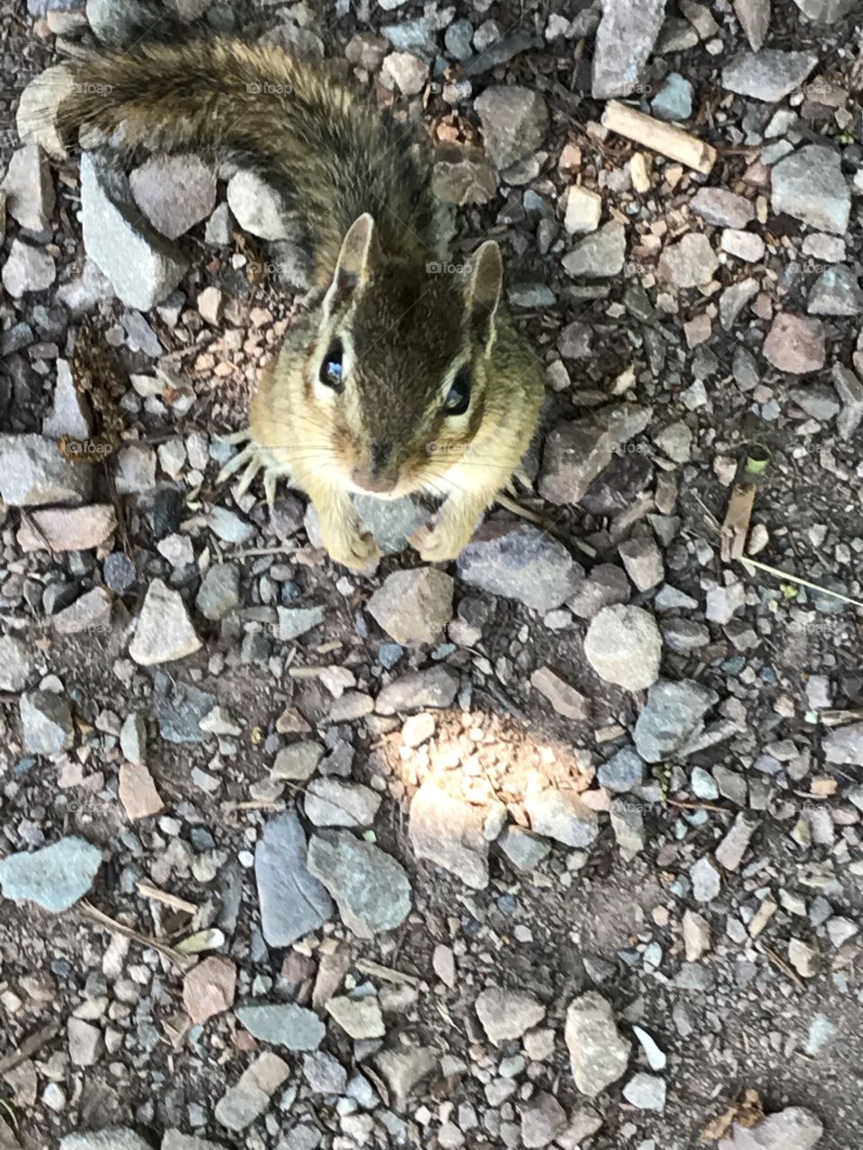 Closeup on a chipmunk