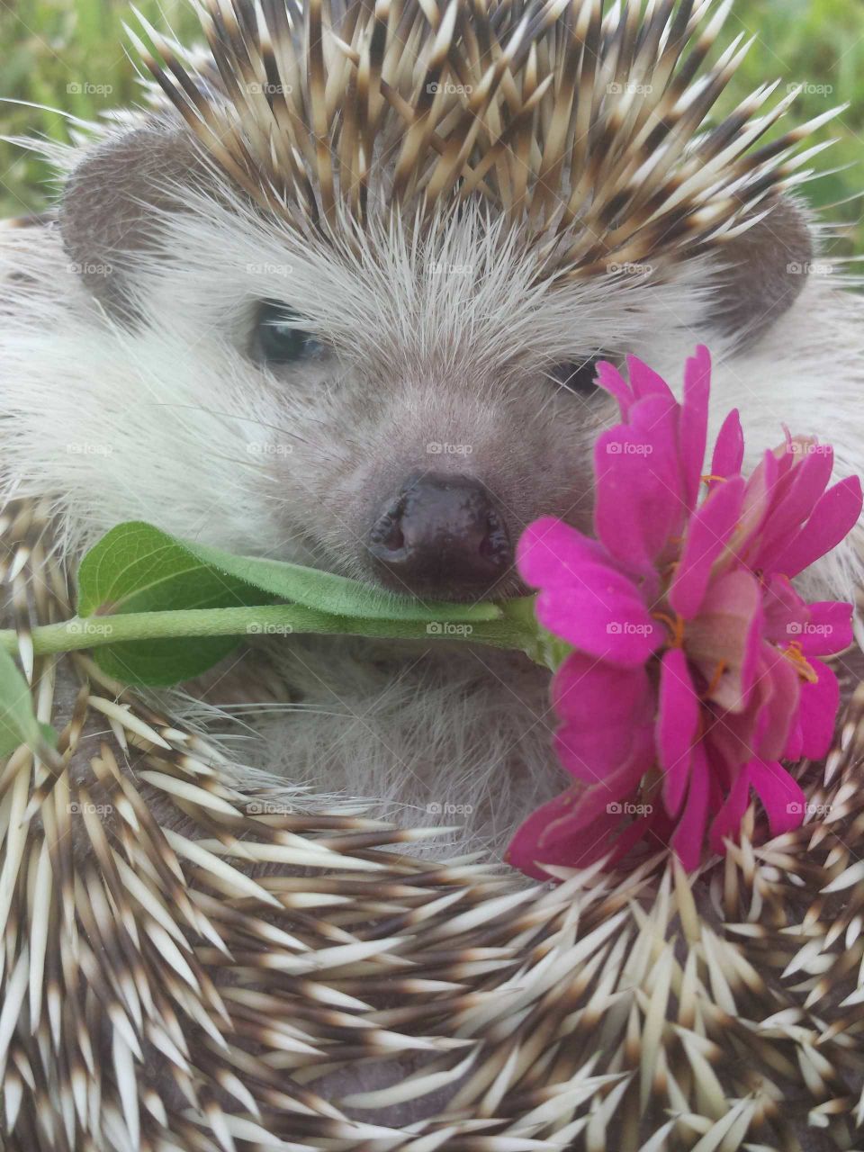 hedgie friends