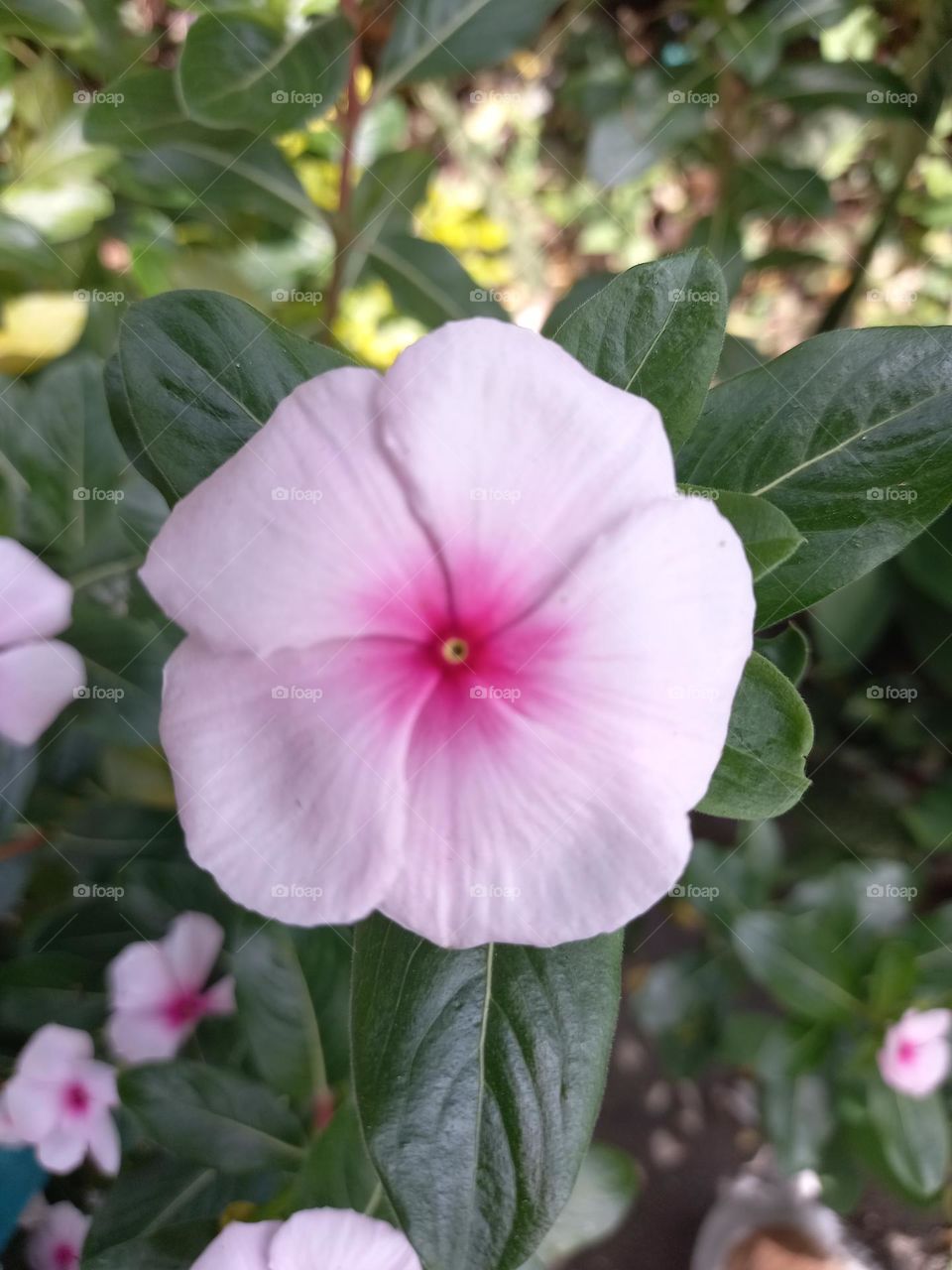 pink flower