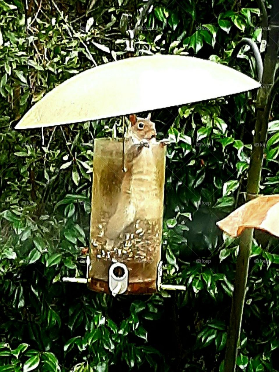 not me! I didn't do it! said the squirrel to the birds