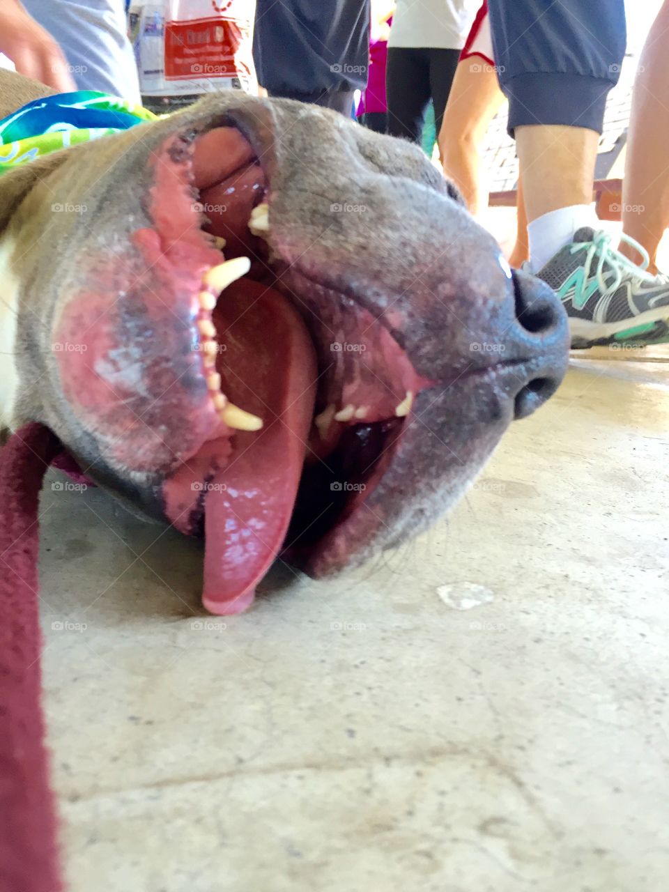 Hehehe rescue dog Journey 