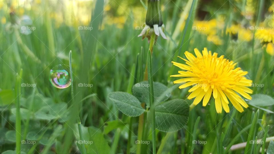 dandelion flowers