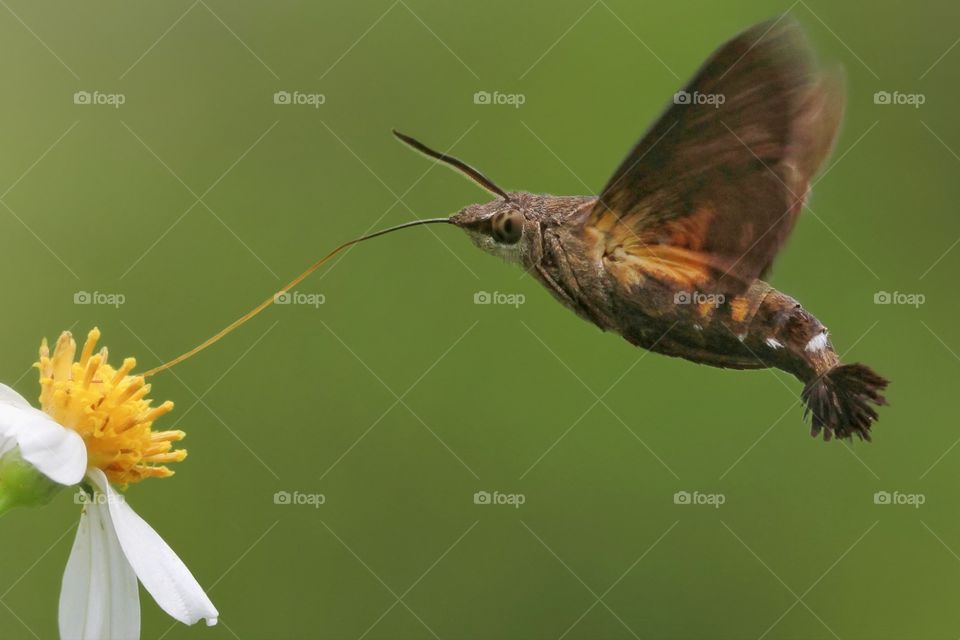 brown hummingbird moth looking for nectars in the morning