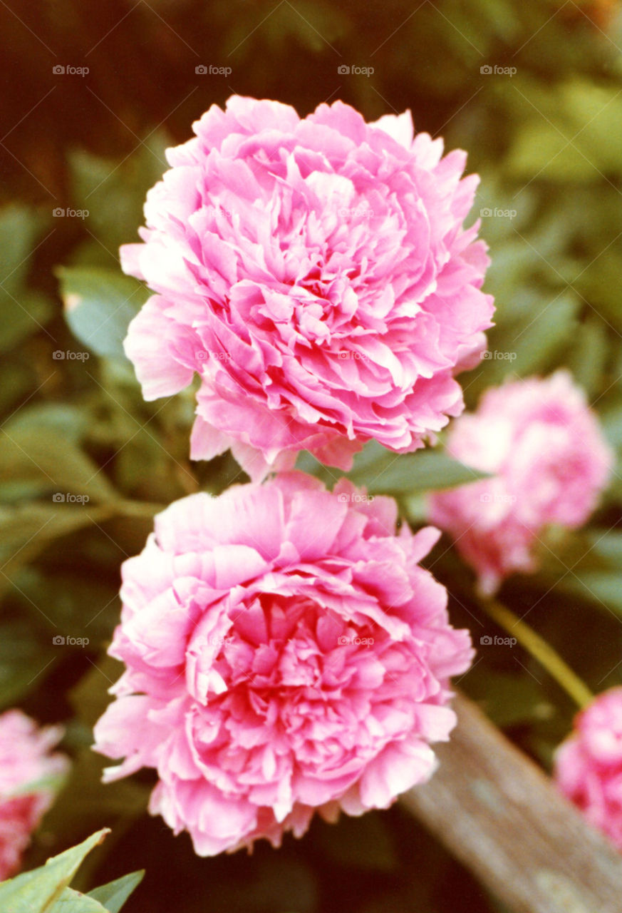 Pink Peonies