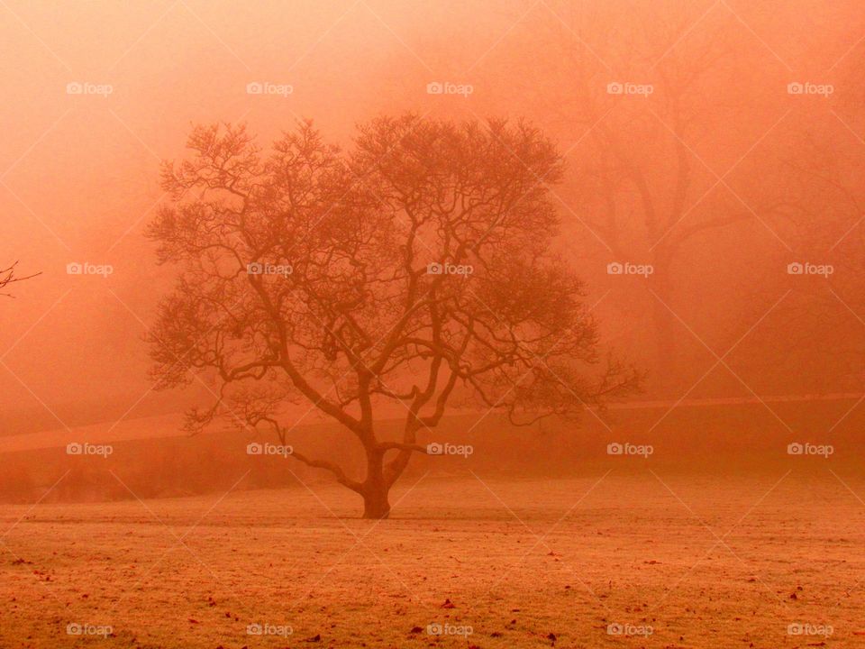 eerie fog