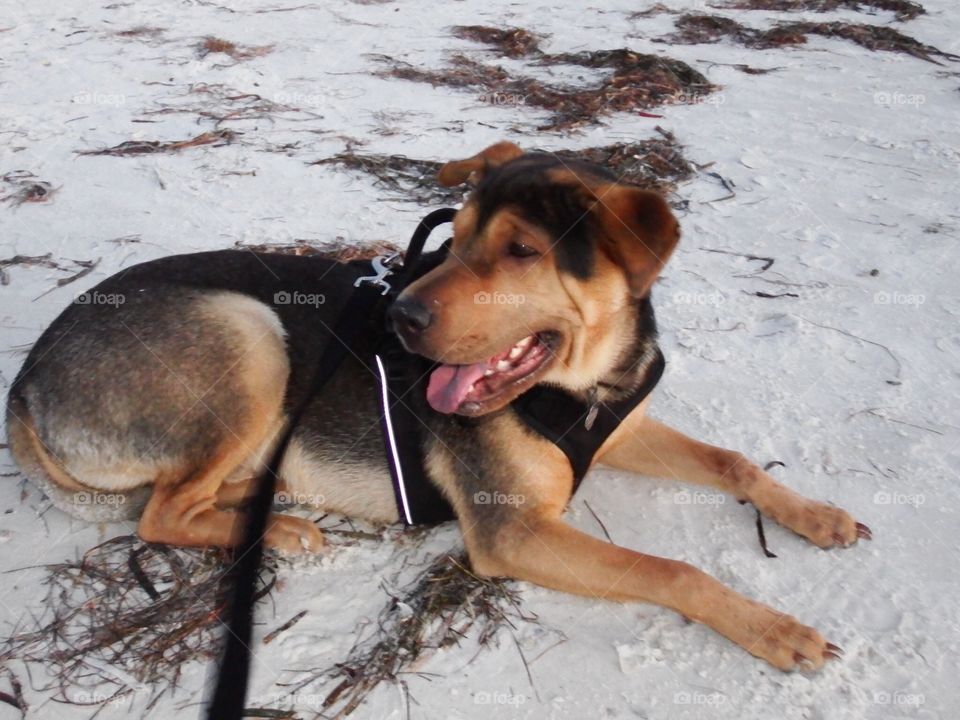 Beach dog 